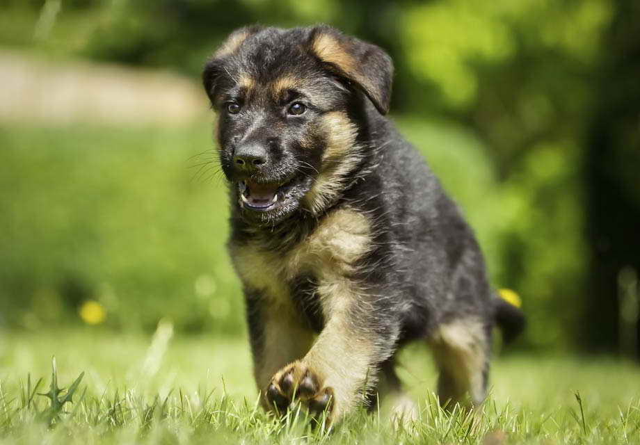 Get A German Shepherd Puppy