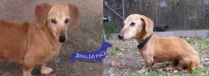 Getalong Dachshund Rescue