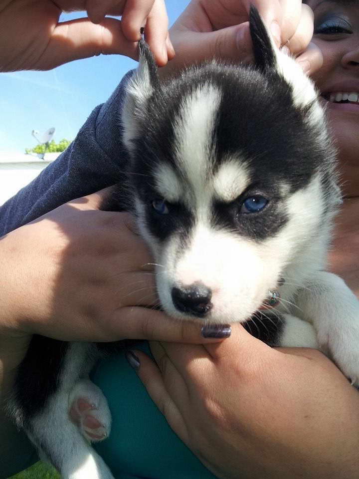 Getting A Husky Puppy