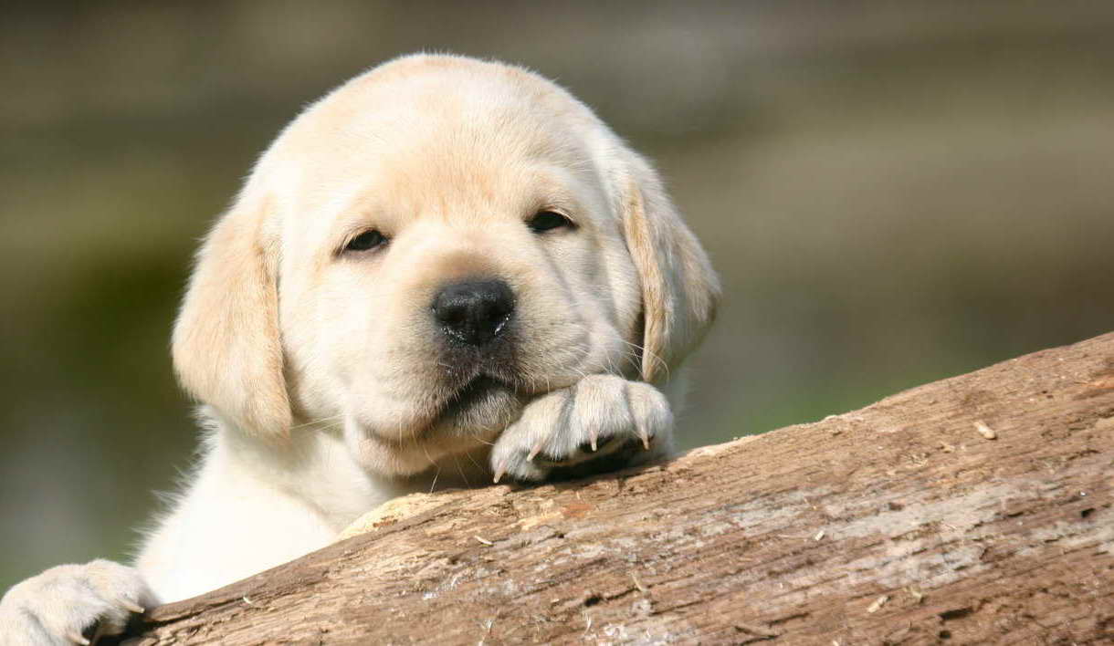 Getting A Labrador Puppy