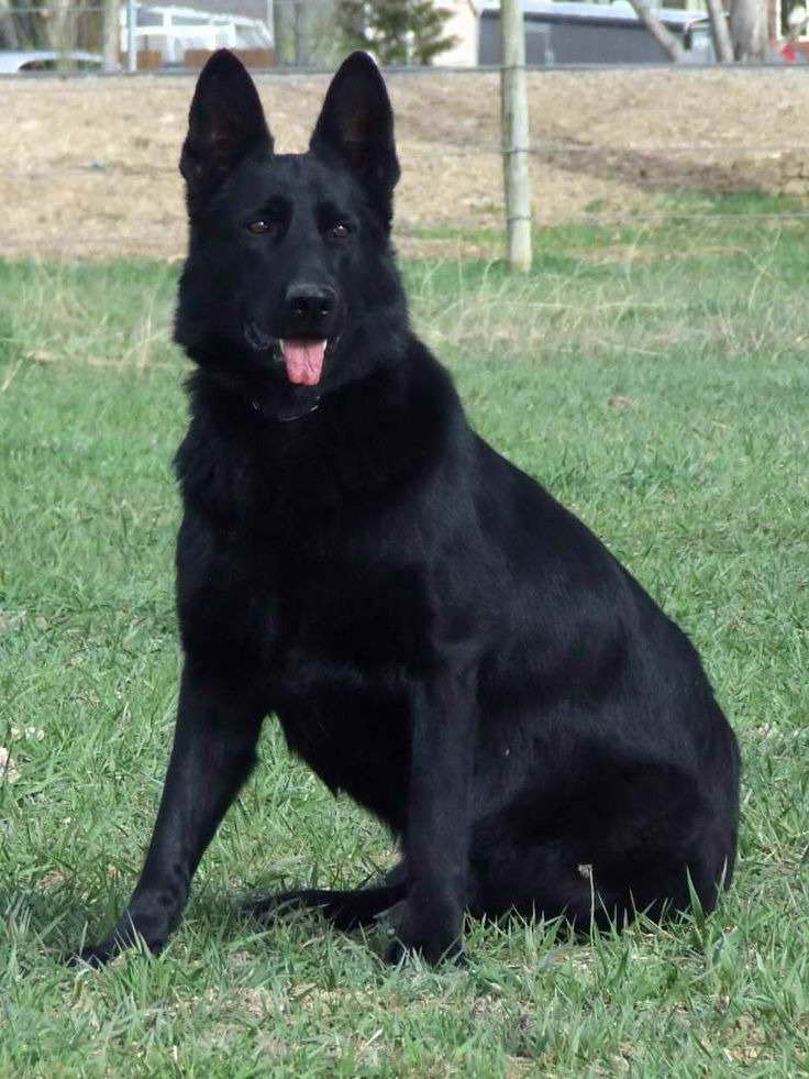 Giant Black German Shepherd PETSIDI