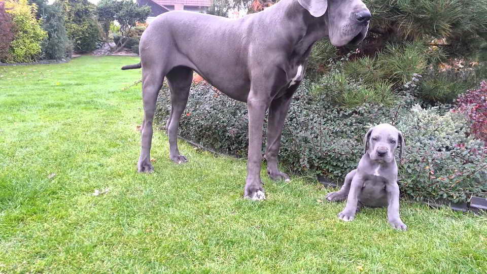 Giant Great Dane For Sale