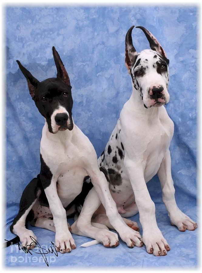 Giant Great Dane Puppies For Sale