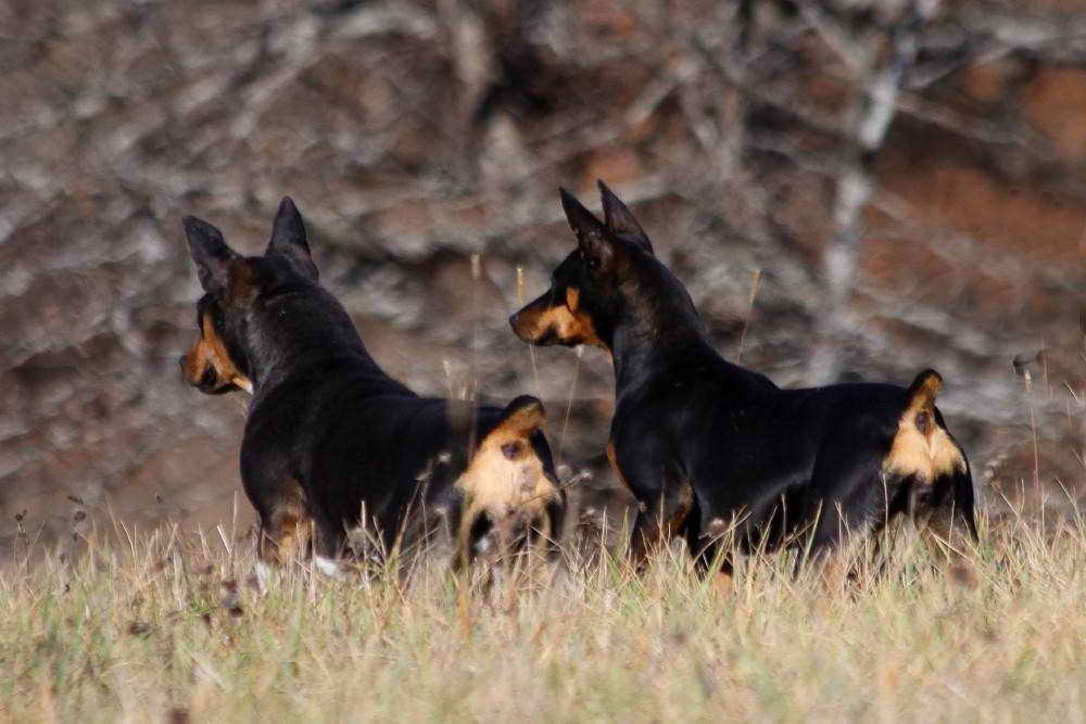 Giant Rat Terrier