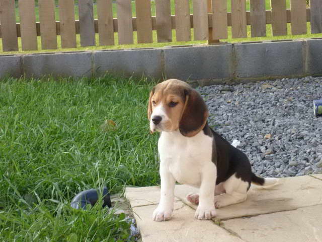 Girl Beagle