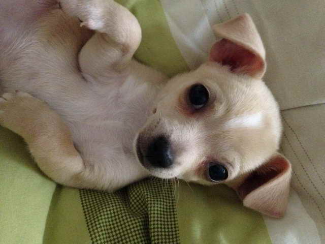 Girl Chihuahua For Sale