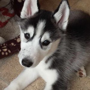 Girl Husky Puppy