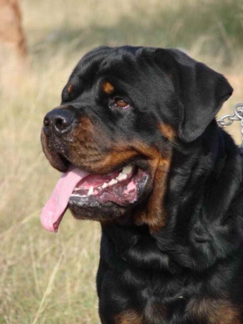 Gladiator Rottweiler Puppies For Sale