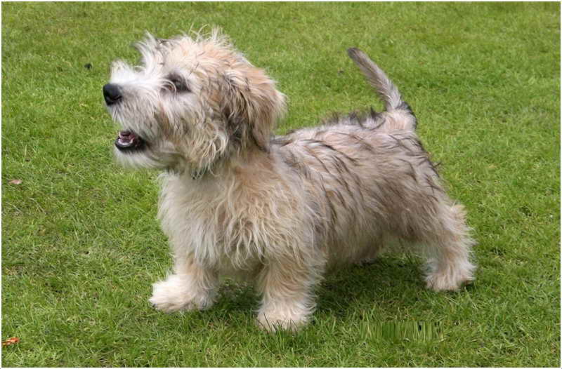 Glen Of Imaal Terrier Breeders