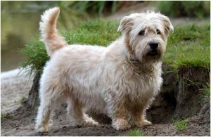 Glen Of Imaal Terrier Price