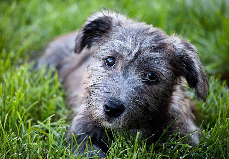 Glen Of Imaal Terrier Puppies