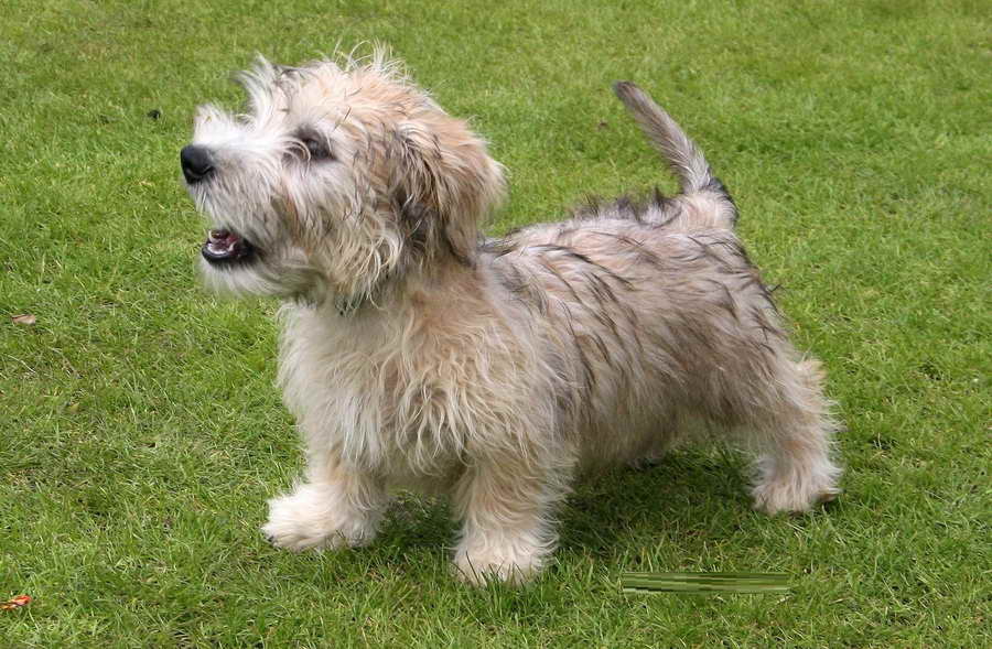 Glen Of Imaal Terrier Rescue | PETSIDI