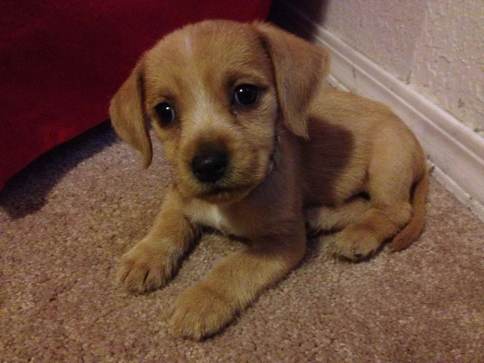 Golden Beagle Puppy