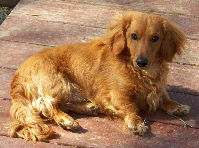 Golden Dachshund Puppies For Sale PETSIDI