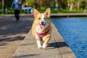 Golden Gate Corgi Rescue