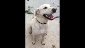 Golden Gate Labrador Rescue