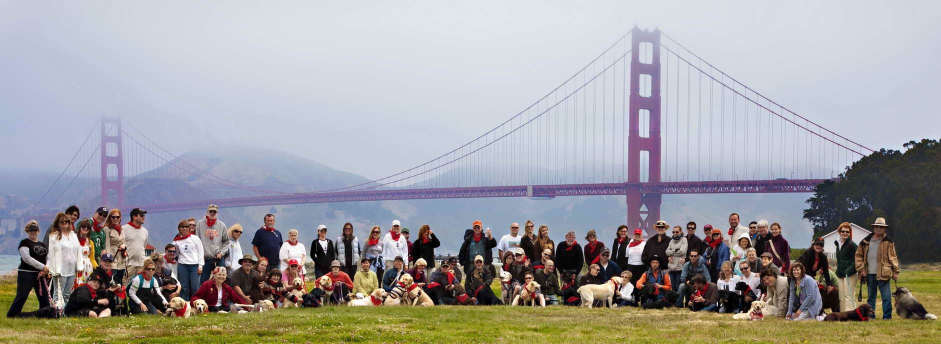 Golden Gate Labrador Retriever Rescue