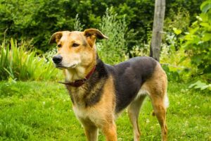 Golden German Shepherd