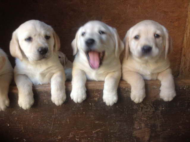 Golden Labrador Puppies For Sale
