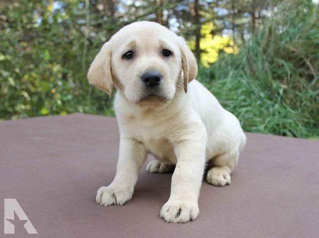 Golden Labrador Puppies Mn