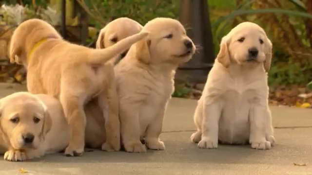 Golden Labrador Puppies