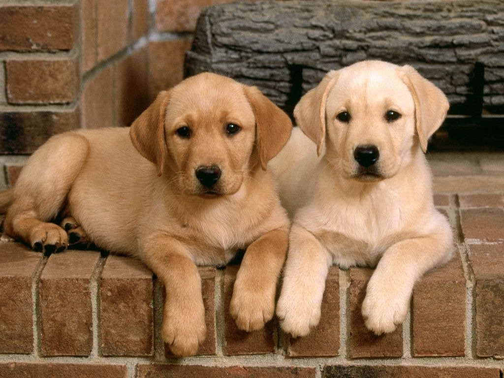 Golden Labrador Retrievers Puppies