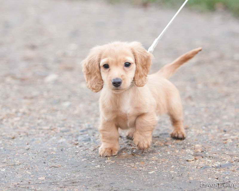golden doxie for sale
