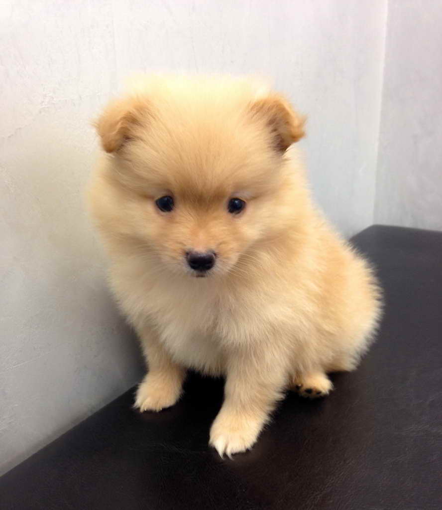 Golden Pomeranian Puppies For Sale