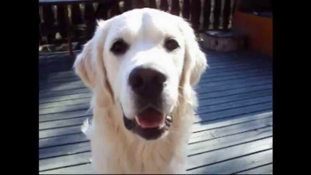 Golden Retriever 1 Year Old