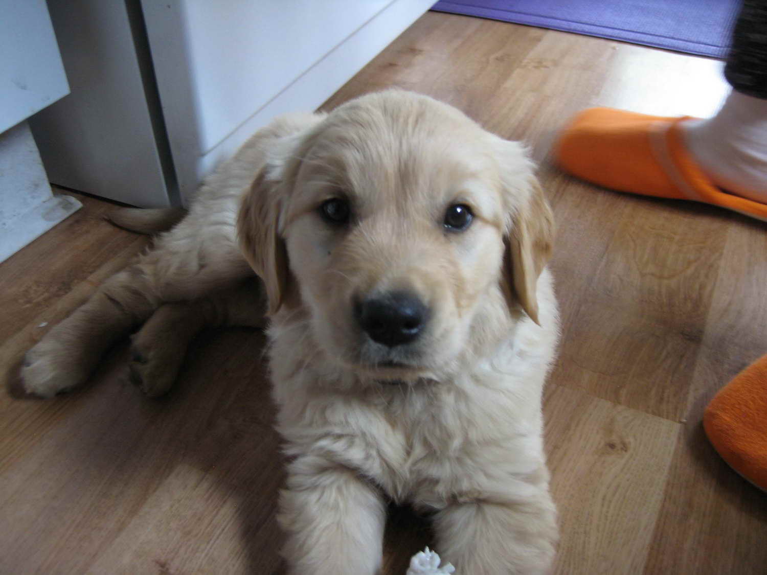 Golden Retriever 4 Months