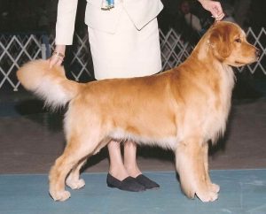 Golden Retriever Adoption Florida