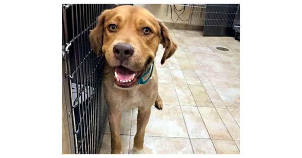 Golden Retriever Adoption Nyc