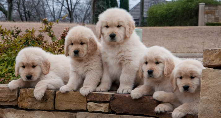 Golden Retriever Adoption Texas