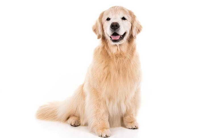 Golden Retriever Akc