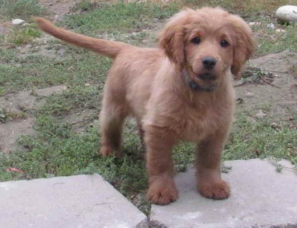 Golden Retriever And Cocker Spaniel Mix For Sale