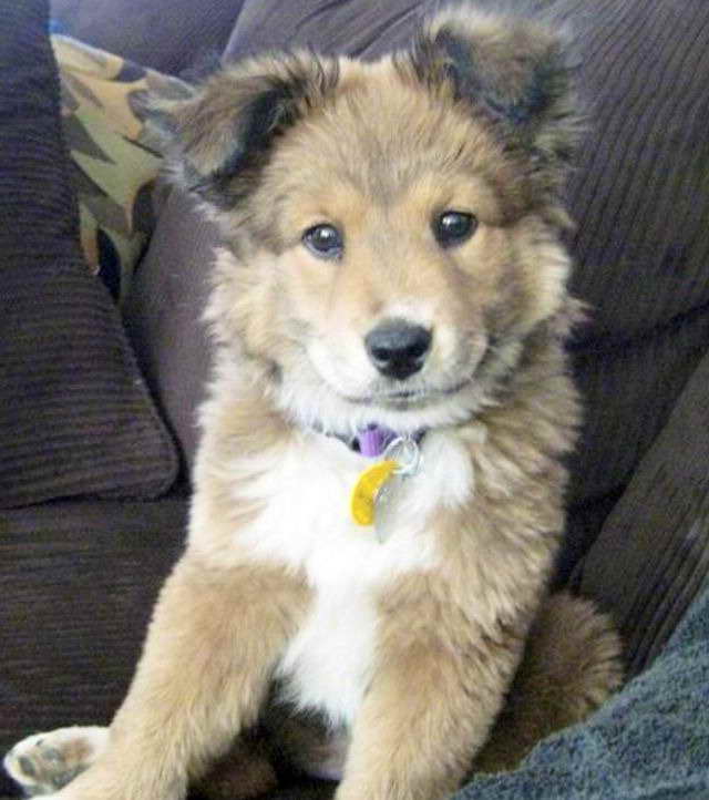 Golden Retriever And Husky