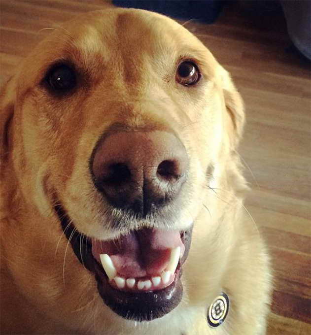 Golden Retriever And Lab Mix