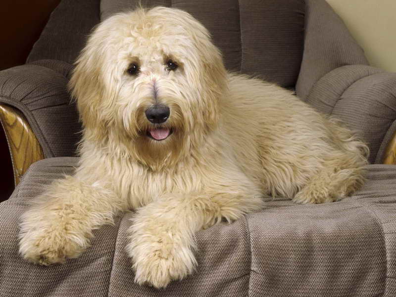 Golden Retriever And Poodle