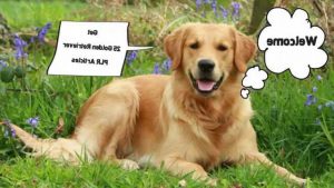 Golden Retriever Articles