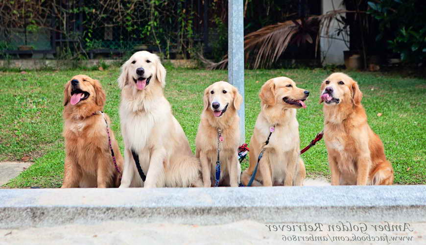 Golden Retriever Association