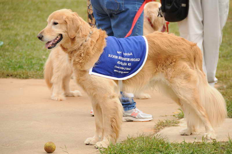 Golden Retriever Atlanta