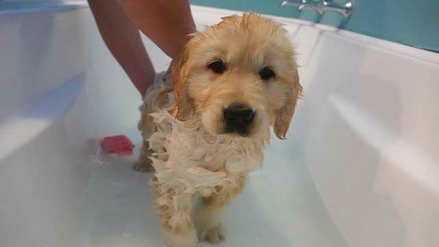 Golden Retriever Bath