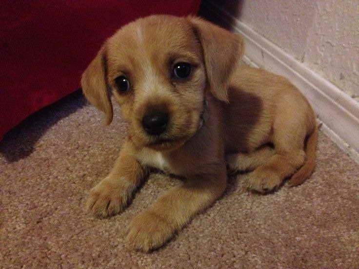 Golden Retriever Beagle Mix Puppies For 