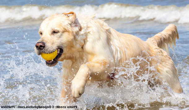 Golden Retriever Behavior