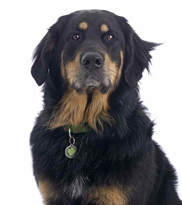 Golden Retriever Bernese Mountain Dog Mix For Sale PETSIDI