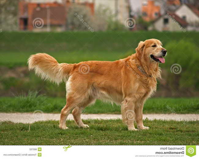 Golden Retriever Best Dog
