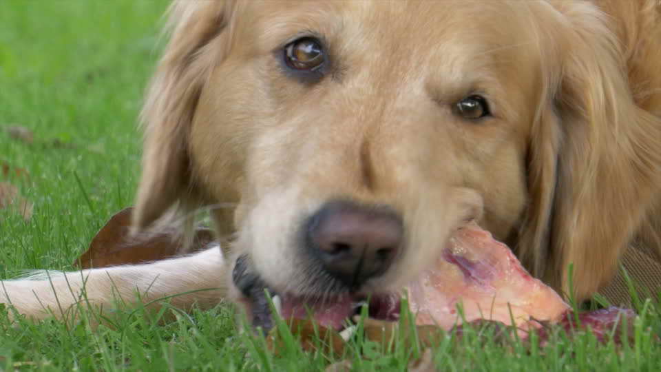 Golden Retriever Biting