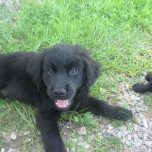 Golden Retriever Black Lab Mix Puppies For Sale