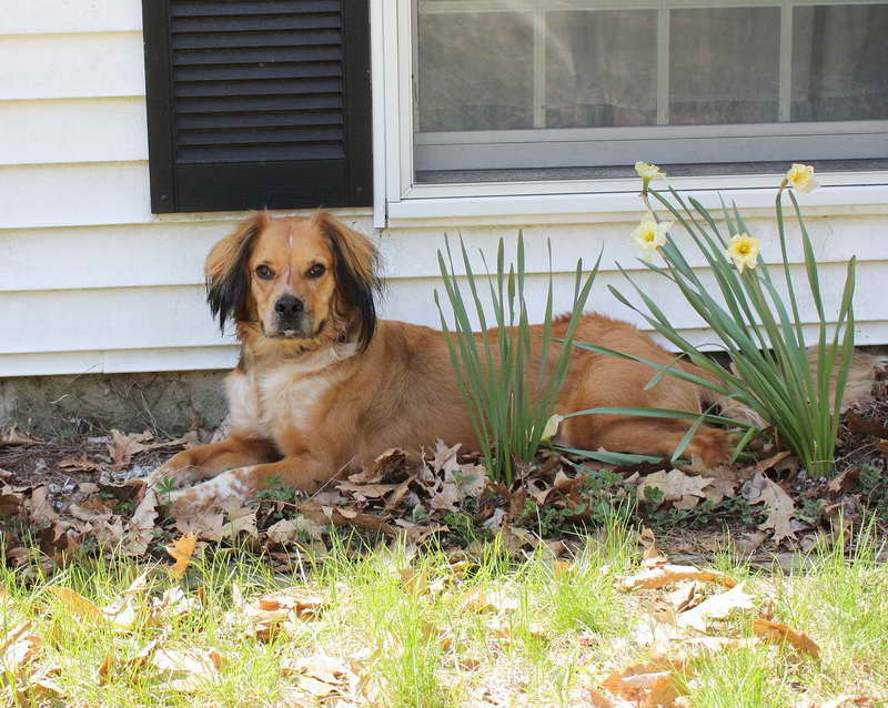 Golden Retriever Boston