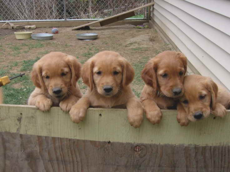 Golden Retriever Breeder Wi